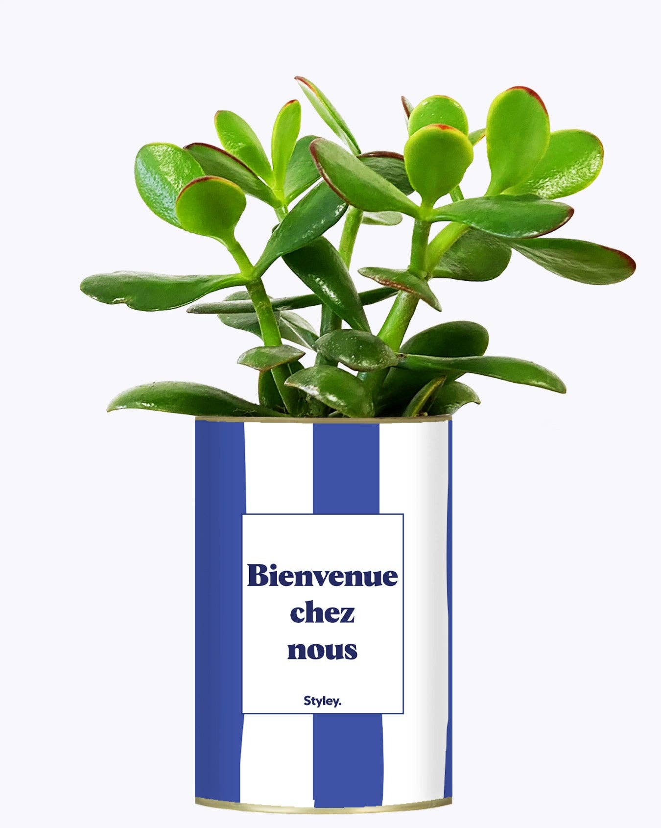 Styley - Wholesale Succulent - Bienvenue Chez Nous - Cactus1
