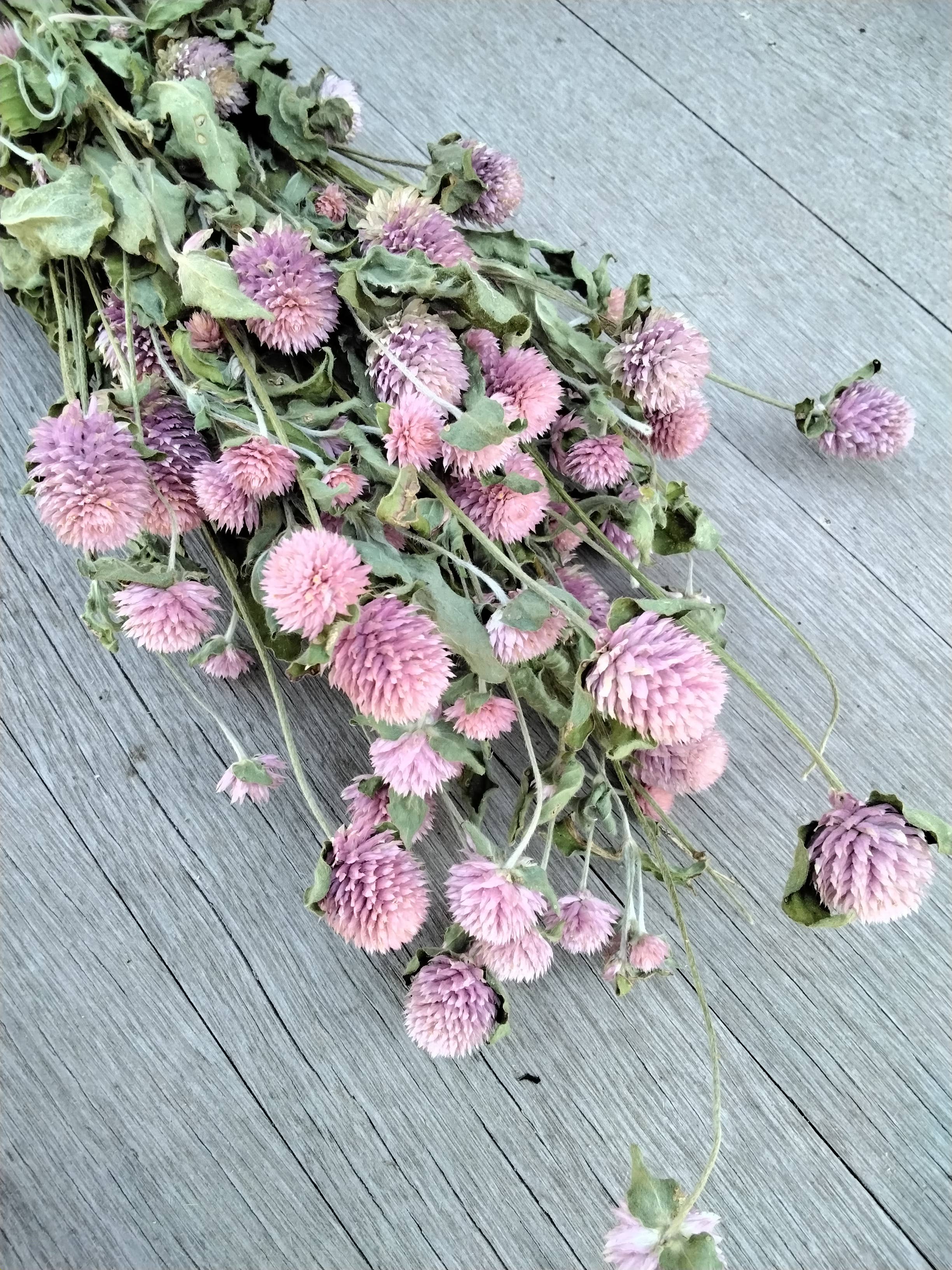 Alissas Flower Farm - Wholesale Dried/Pressed Flowers - Dried Gomphrena7