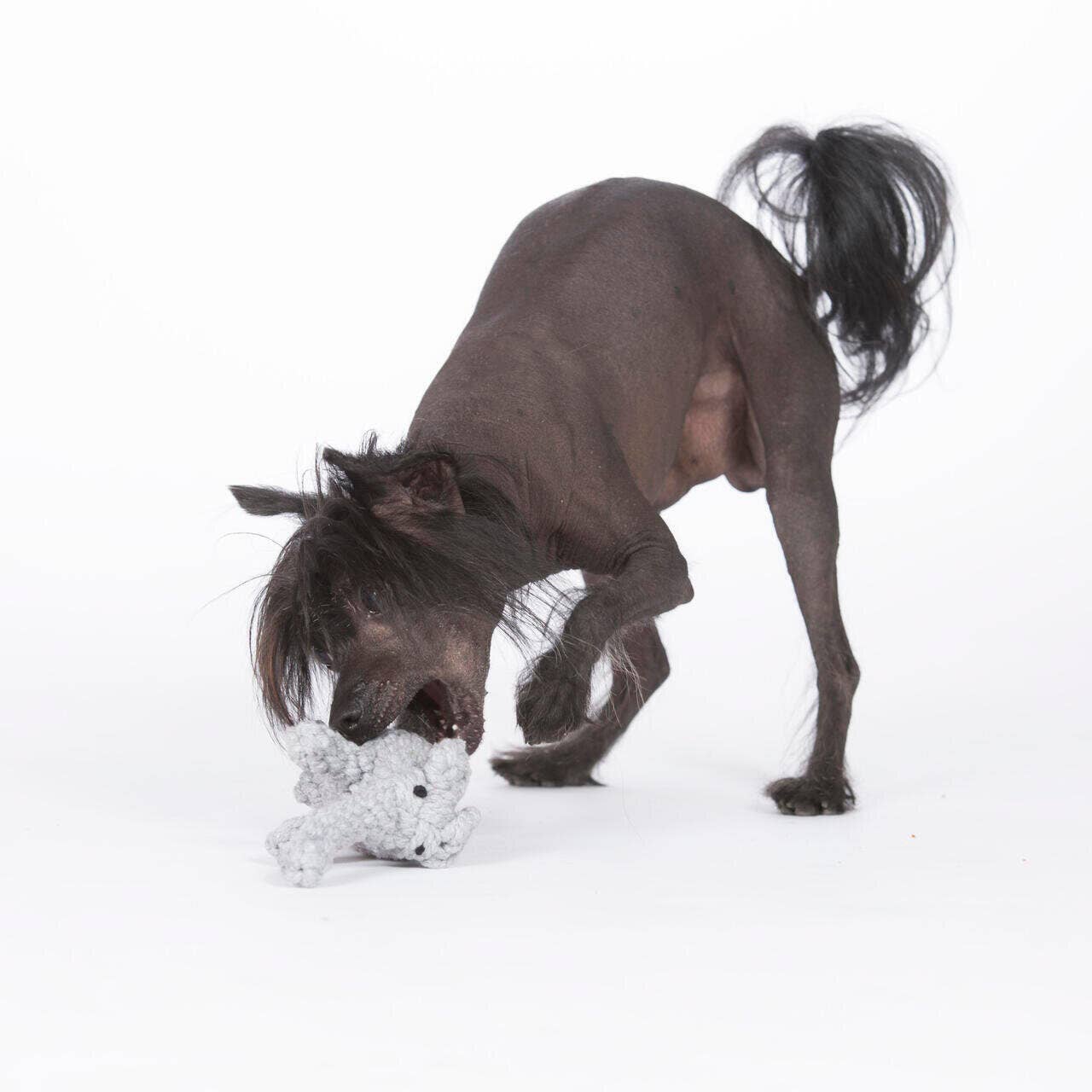 LABONI - Volentis GmbH - Wholesale Pet Chew Toy - Dog - ELTON ELEFANT JR. – The Classic with Big Play Value9