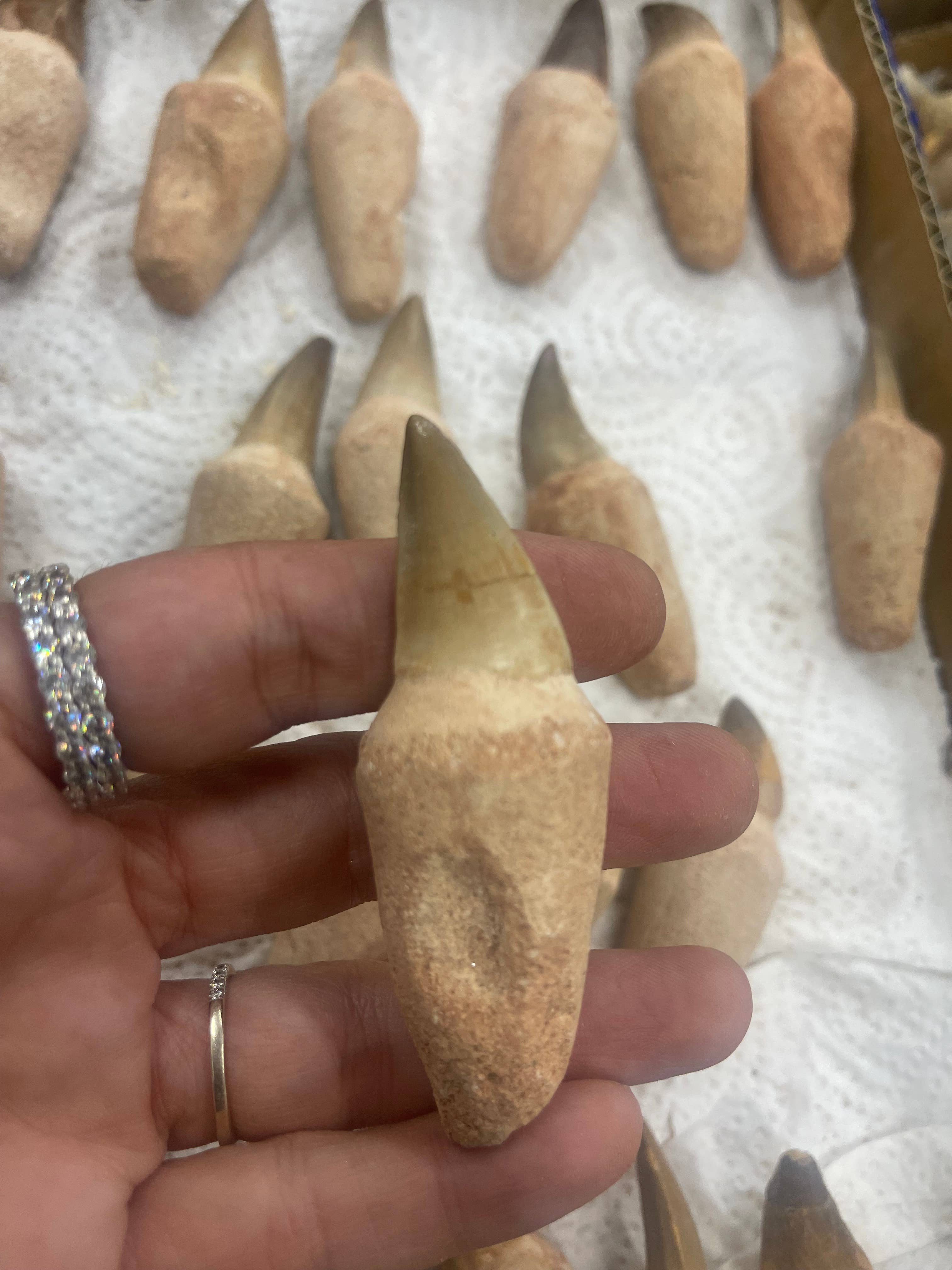 Casablanca Exports - Wholesale Decorative Tabletop Object - Mosasaurus tooth on root 2