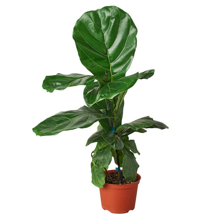 Ficus Lyrata 'Fiddle Leaf Fig' - Pot de 6" - POT DE PÉPINIÈRE UNIQUEMENT pour la vente par Rooted Treasures Farms