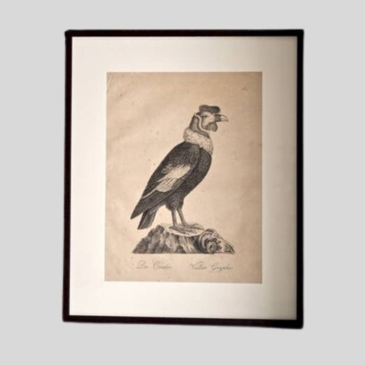 Huellas de animales inusuales, siglo XIX para venta al por mayor de GEORGE