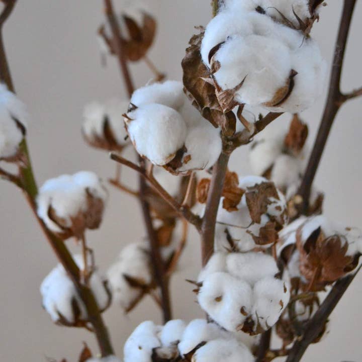 Pampas & Bloom - Wholesale Dried/Pressed Flowers - Natural Dried Cotton Stems1