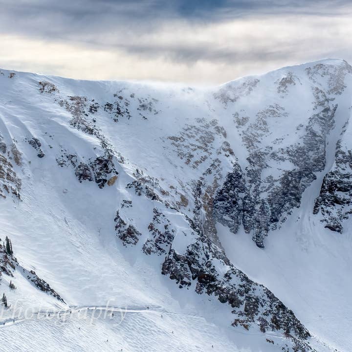 Snowbird for wholesale by Erica Joy Photography