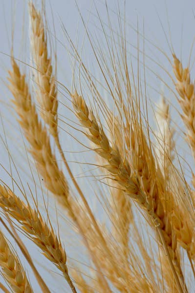 Atlantic Aromatics - Wholesale Bath/Body Oil - Wheatgerm Oil 50ml1