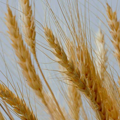 Atlantic Aromatics - Wholesale Bath/Body Oil - Wheatgerm Oil 50ml1