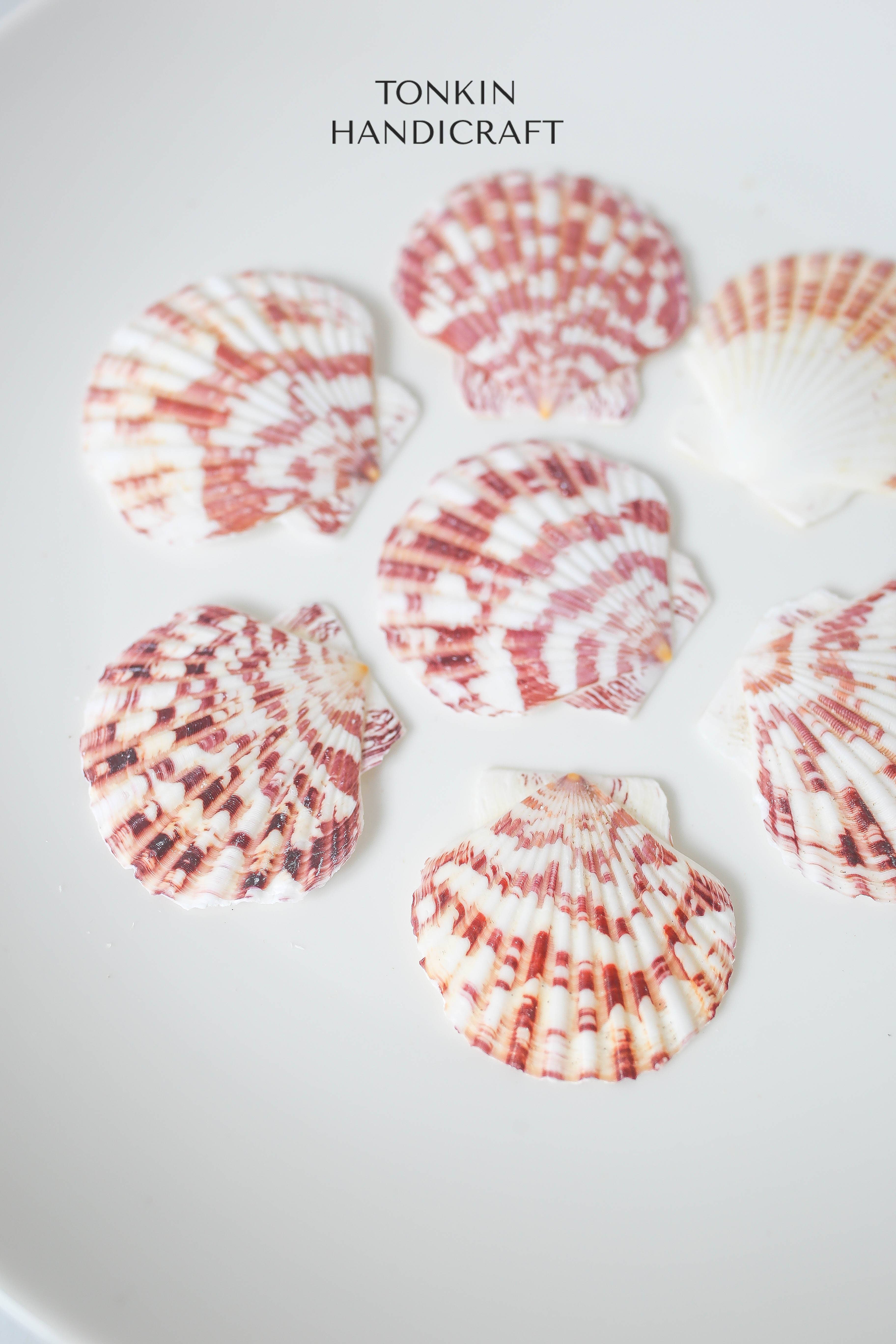 Tonkin Handicraft - Wholesale Decorative Tabletop Object - Natural Scallop Shells10