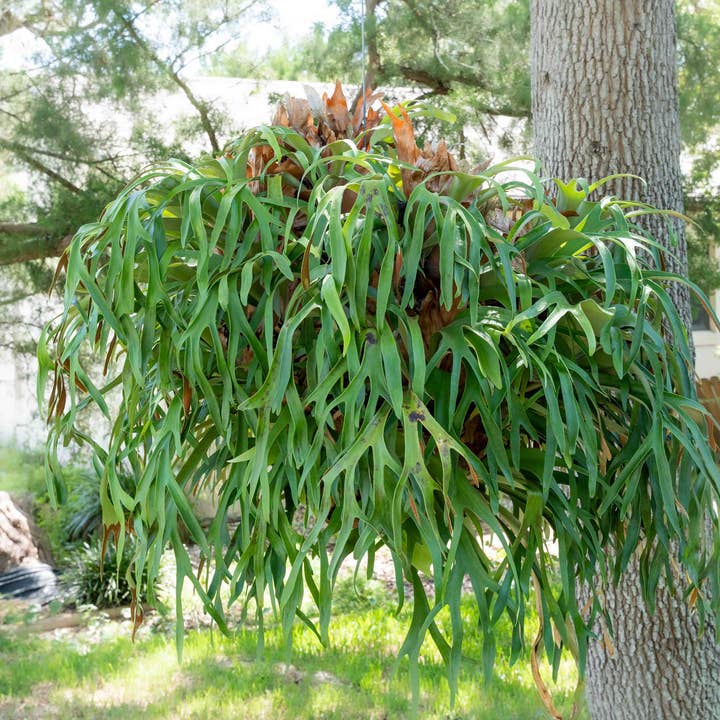 Air Plant Shop - Wholesale Live Plant - Staghorn Fern Mounted on a Cedar Plank4