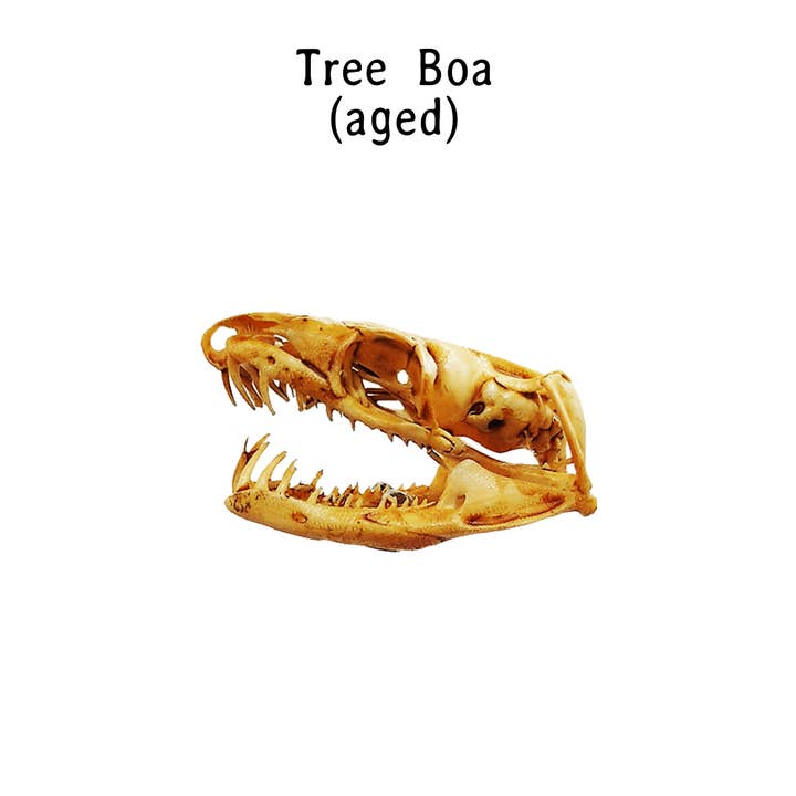 The Scale Grail - Vendita all'ingrosso Statuette decorative - Replica del teschio di serpente Boa con albero di smeraldo3