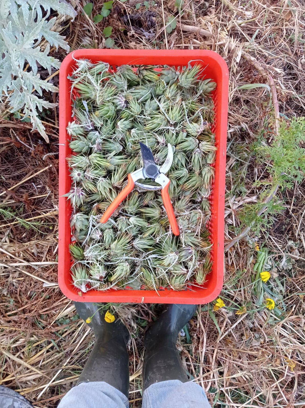 Caterisana - Wholesale Pickled Vegetables - WILD ARTICHOKES IN EXTRA VIRGIN OLIVE OIL5
