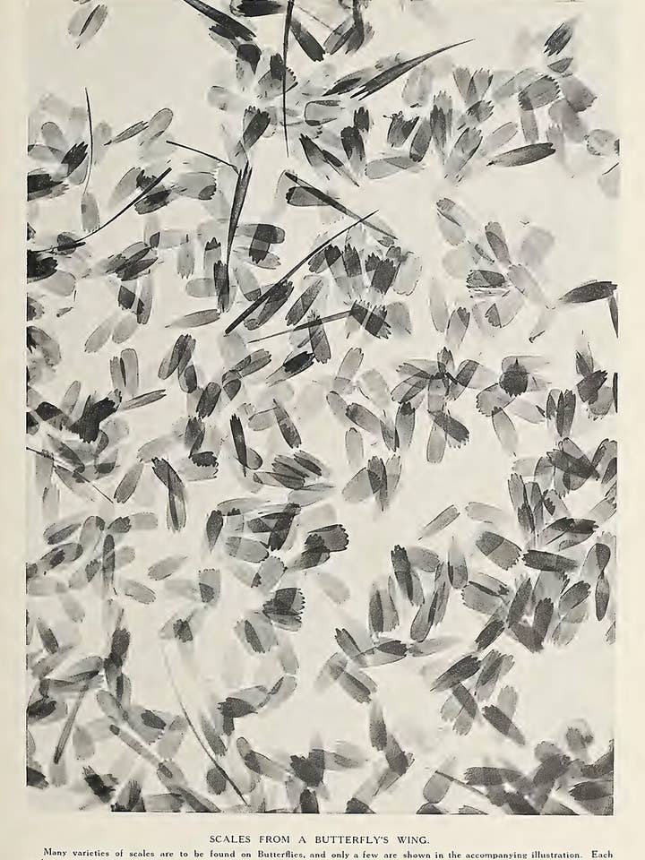 Écailles d'une aile de papillon tirées de Merveilles de l'Univers - 1912 pour la vente par Flashback Shop