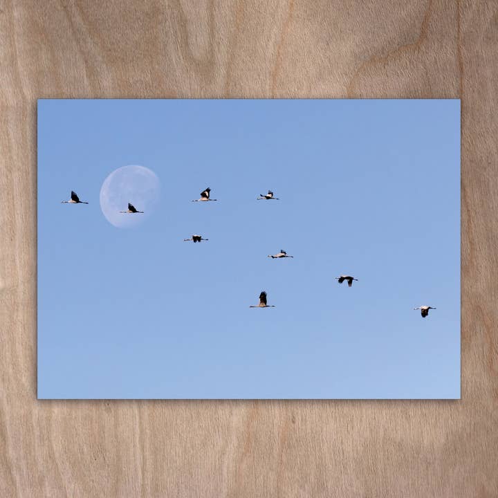 Postkort Eye0450 Grå Kraner Moon Bird for engroshandel hos eye-comm