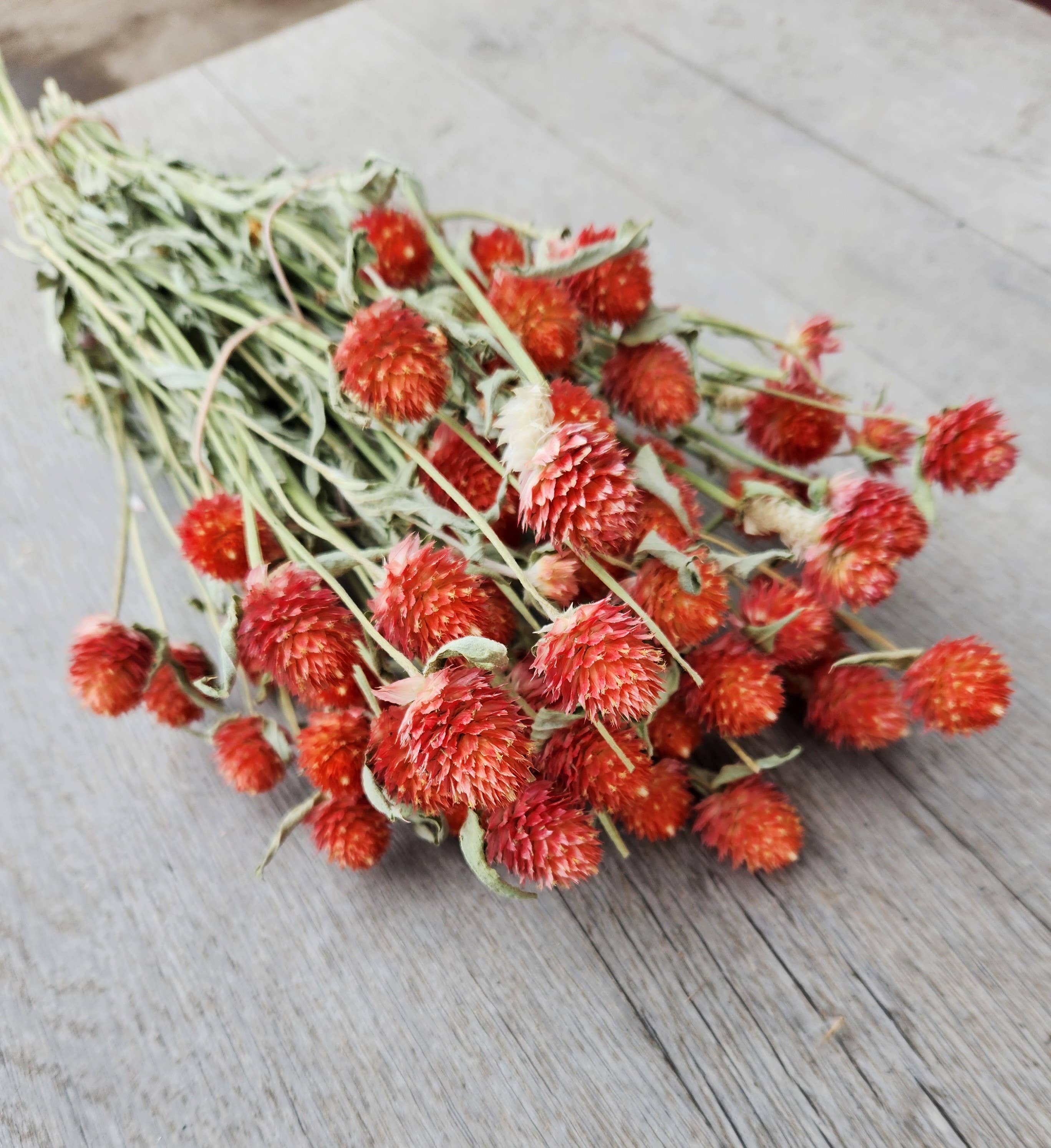 Alissas Flower Farm - Wholesale Dried/Pressed Flowers - Dried Gomphrena2