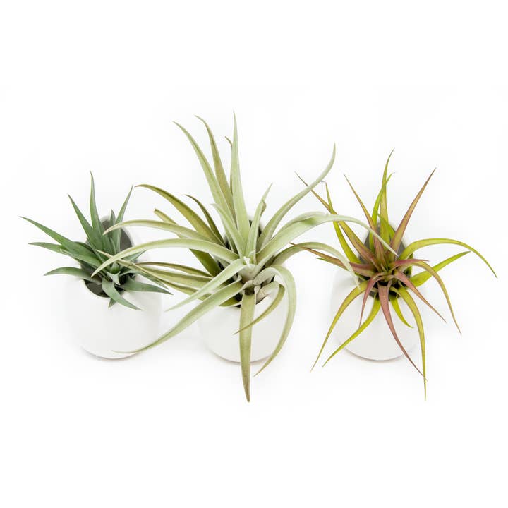 Air Plant Shop - Wholesale Hanging Planter - Large Ivory Ceramic Container2