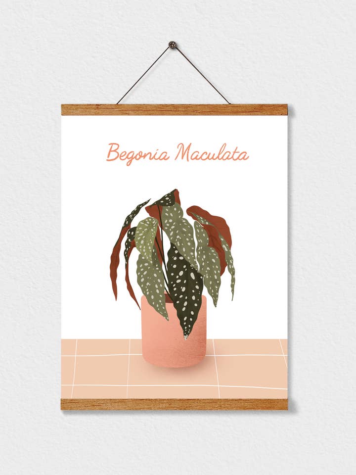 Stampa artistica Begonia Maculata per la vendita all'ingrosso da parte di Illustrations Its Funny Howww Inc