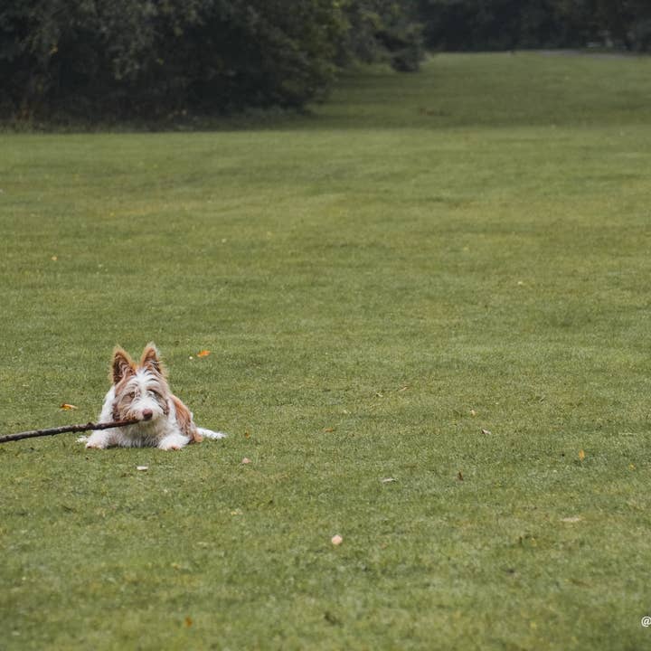 Schotland 21 voor wholesale door Autumn Carolynn Photography