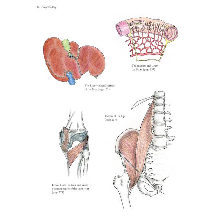 Fox Chapel Publishing - Wholesale Coloring Book - Adult - Complete Anatomy Coloring Book