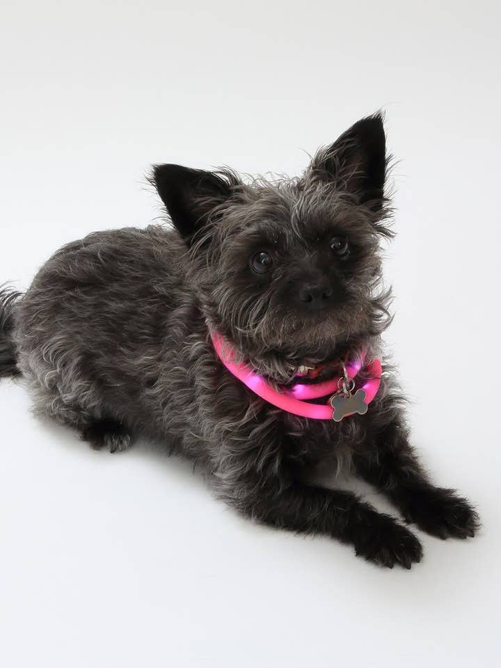 Collare per cani illuminato a LED tagliabile in silicone - Ricaricabile USB per la vendita all'ingrosso da parte di Lenawee Moda