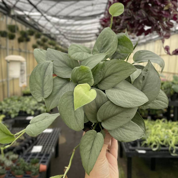 Thorsen's Greenhouse - Wholesale Live Plant - Scindapsus Java Platinum - 6" Live Plant2