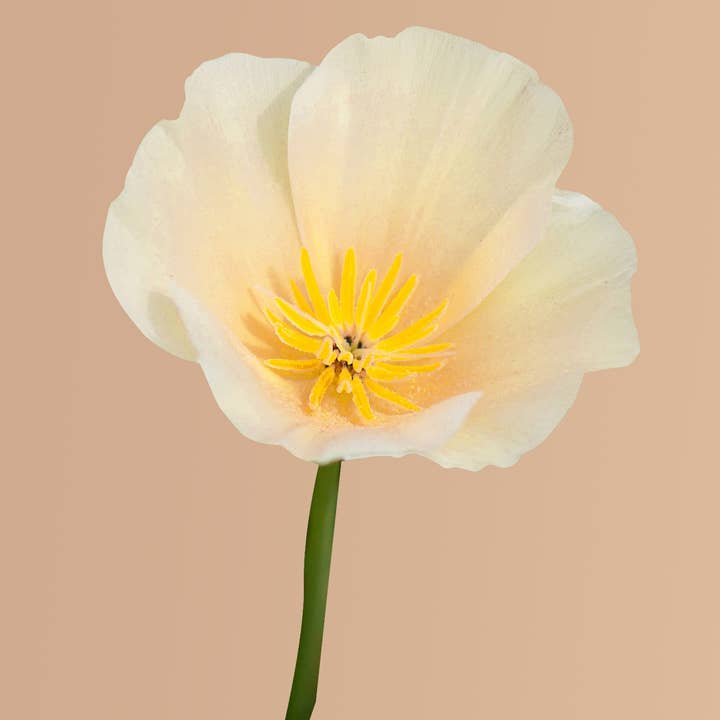 Plantgem - Wholesale Plant Seeds - Thai Silk Pink Champagne California Poppy - 100 Seeds