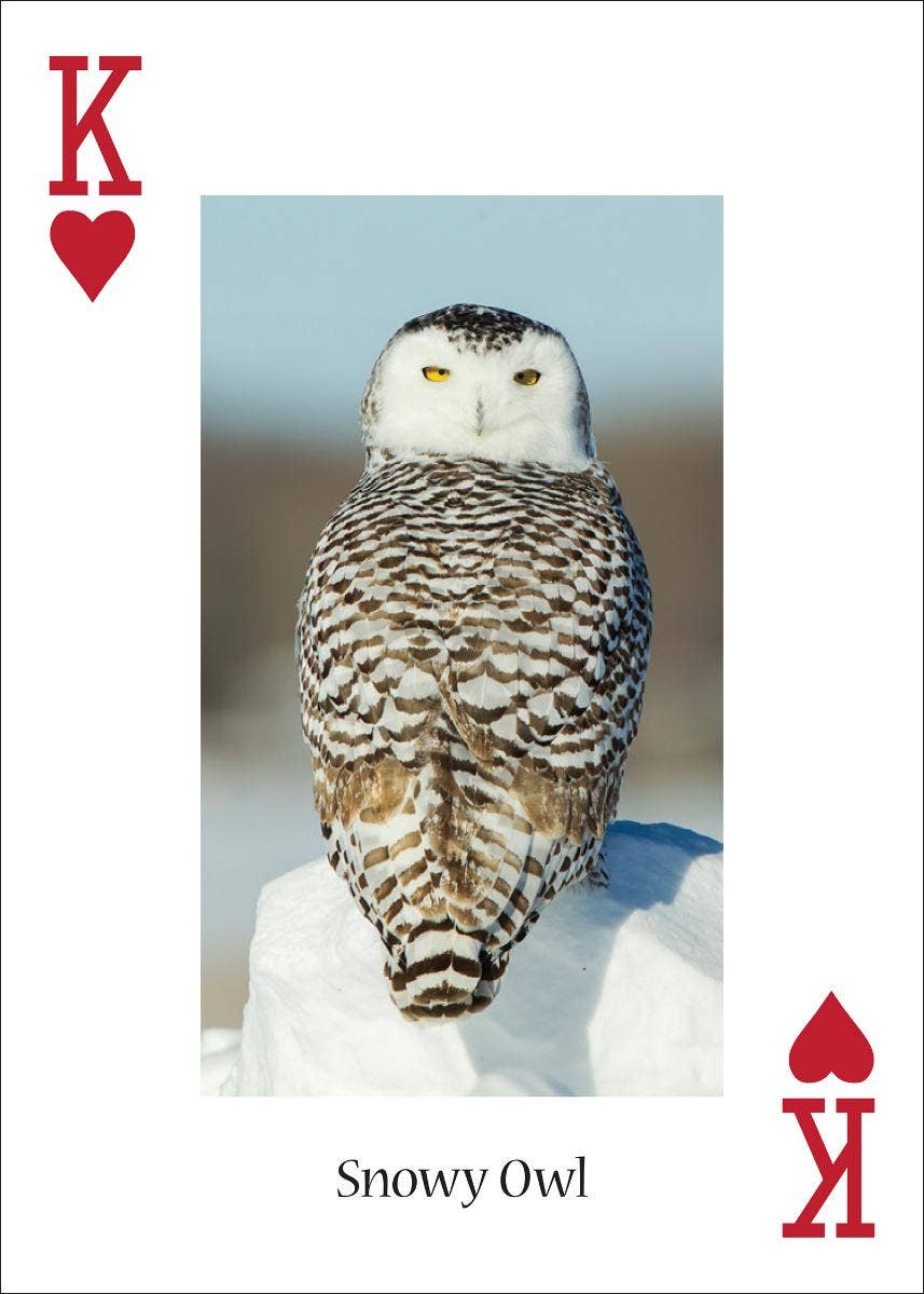 AdventureKEEN - Wholesale Playing Cards - Owls Playing Cards2
