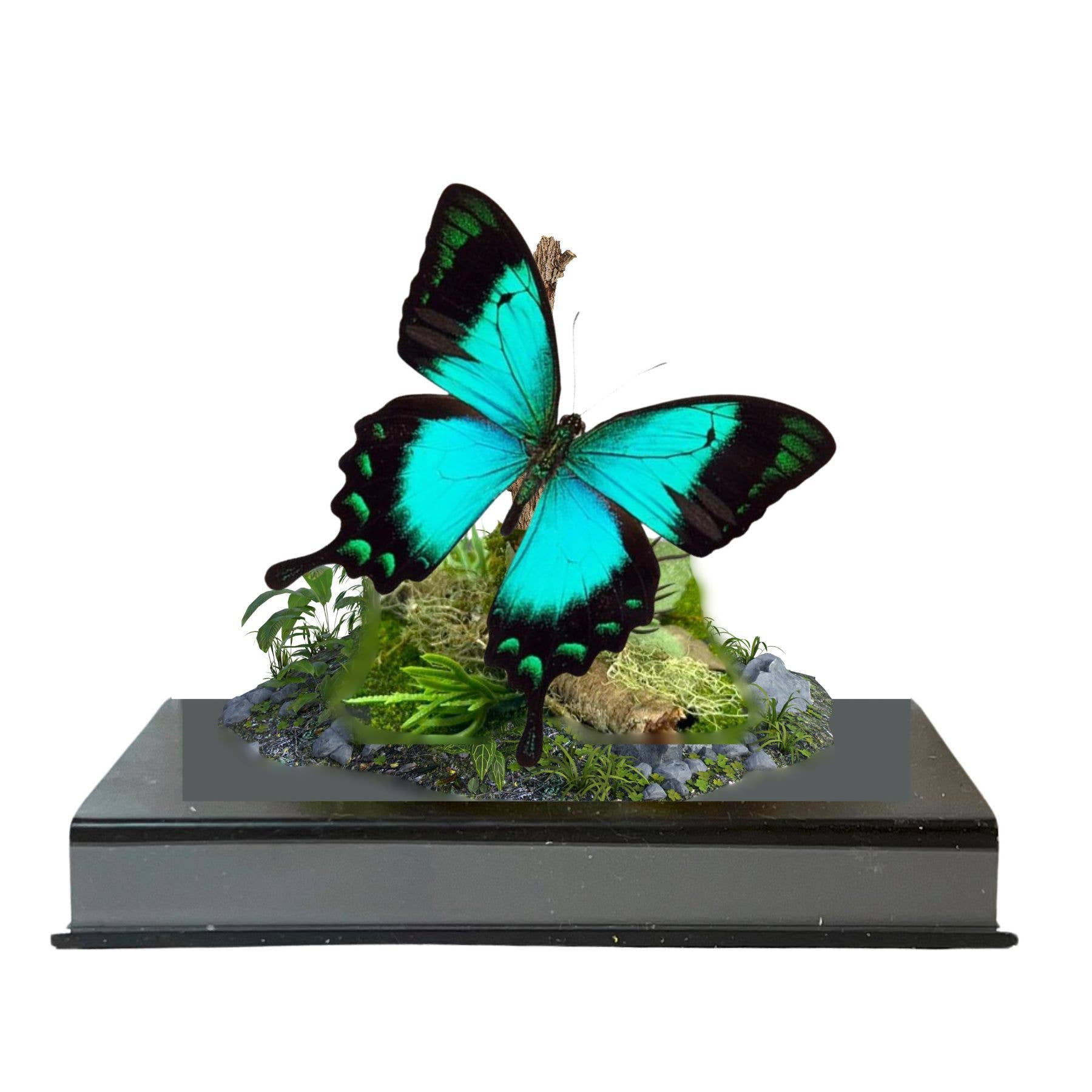 Instar Innovations - Vendita all'ingrosso Decorazioni da tavolo - Diorama di vera farfalla coda di rondine blu/verde - 6x6x6 pollici2