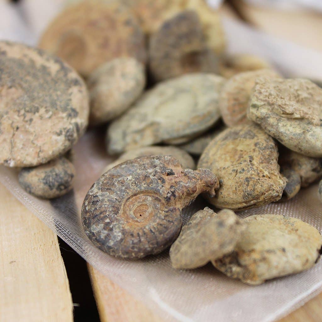 UNDERSUN.STORE - Venta al por mayor Piedras/cristales espirituales - Bolsa de fósiles naturales de Marruecos 150 g0