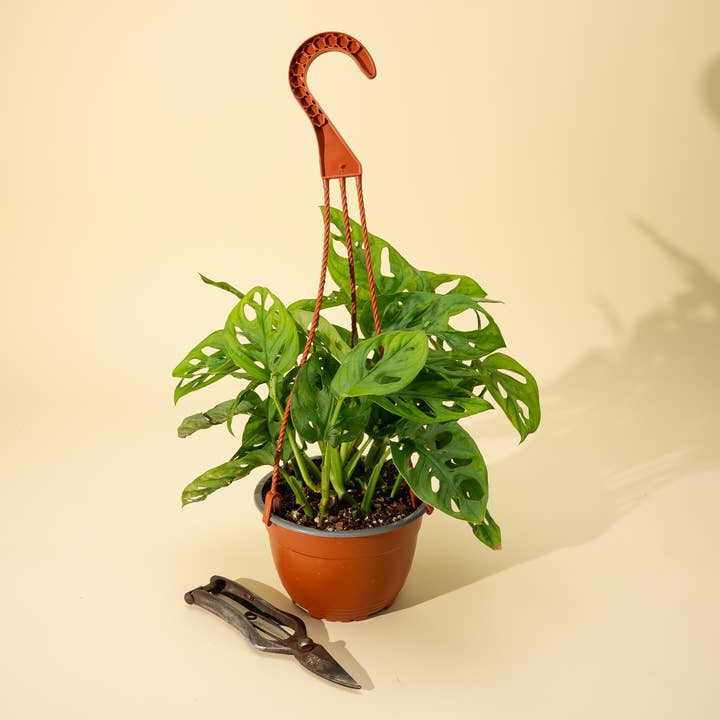 BWH Plant Co - Wholesale Live Plant - 6" Monstera Adansonii 'Swiss Cheese' Wide Form (Hanging Basket)