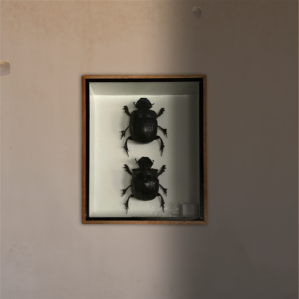 VIE - Wholesale Wall Accent - Framed Insect, Assorted56