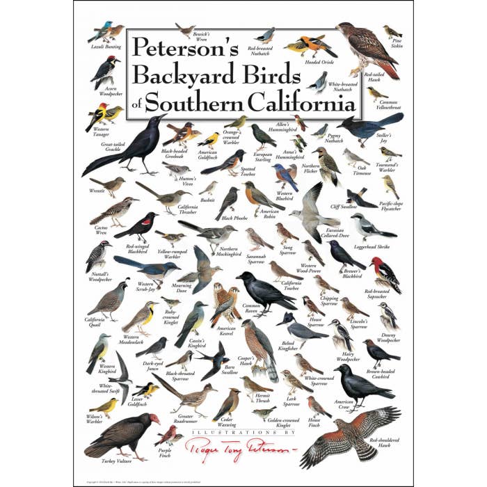 Earth Sky + Water - Wholesale Poster - Peterson's Backyard Birds of Southern California Poster