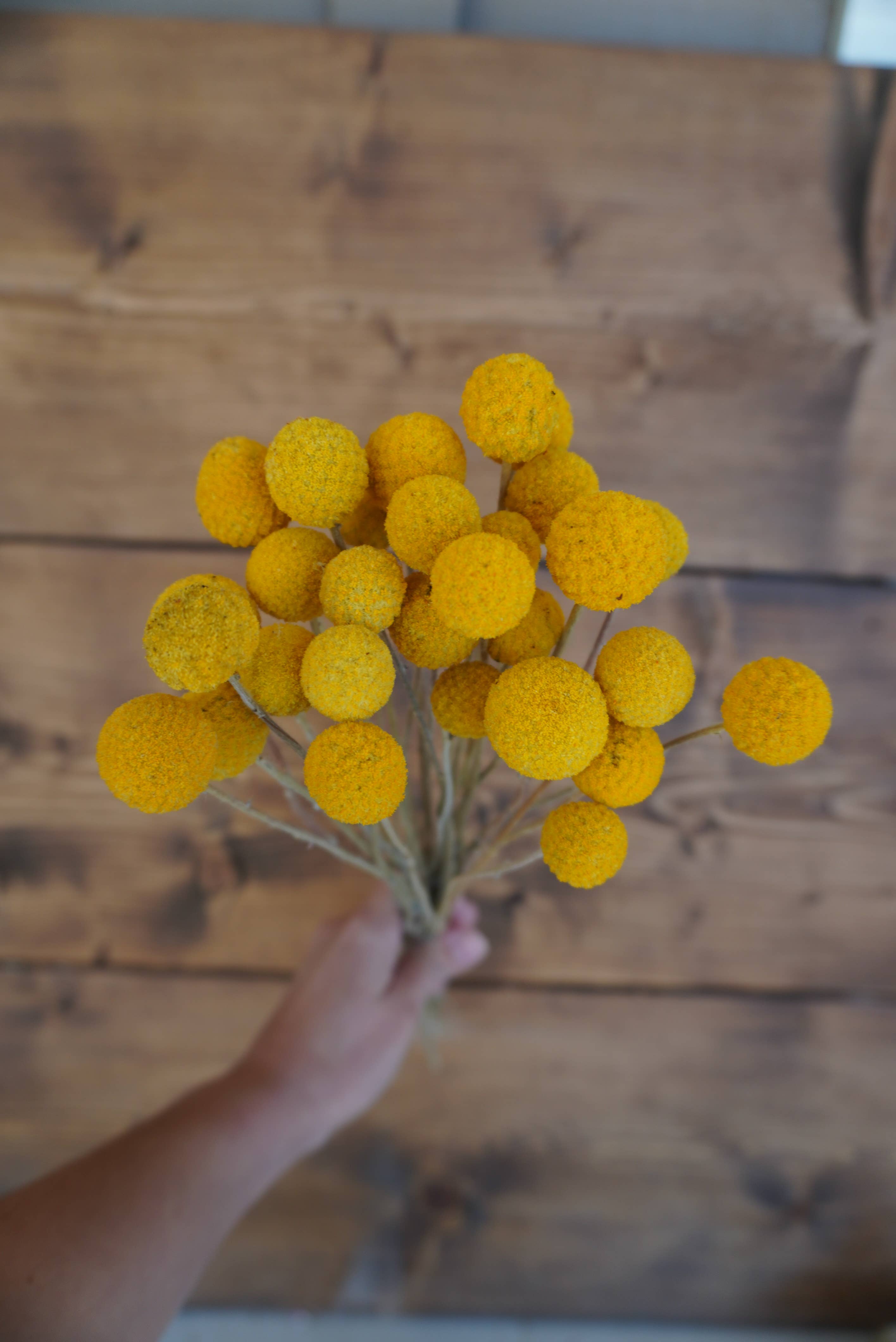 Gallup Homestead - Wholesale Dried/Pressed Flowers - Dried Craspedia Sun Ball Bouquet1