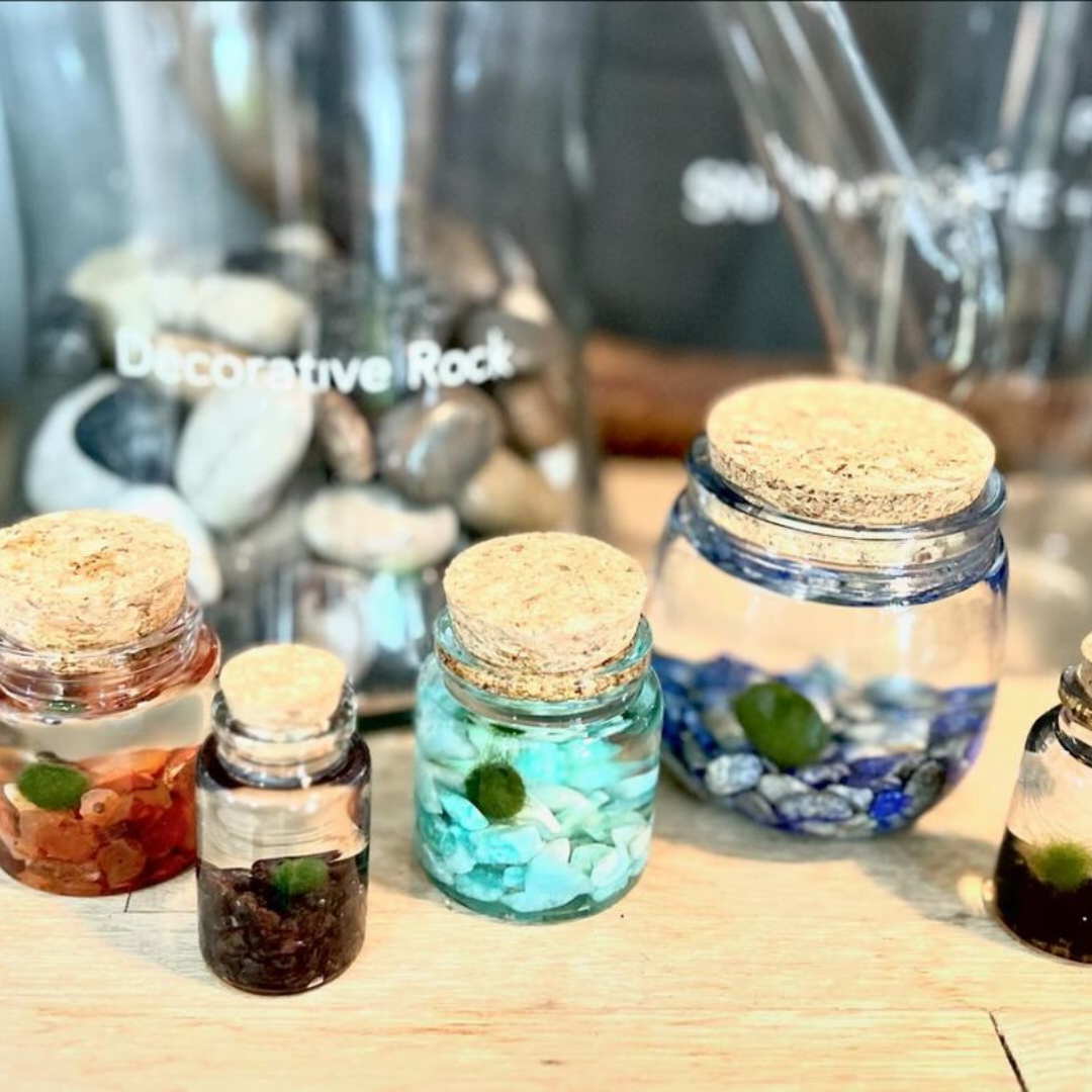 Moss Amigos | Moss Ball Terrariums - Wholesale Live Plant - Small Marimo Moss Ball Terrarium with Amazonite Gemstone5