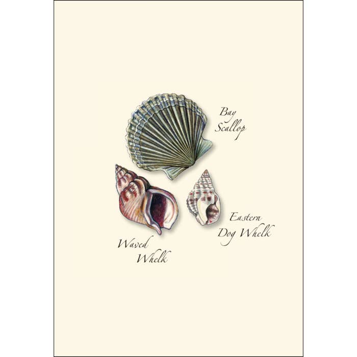 Earth Sky + Water - Wholesale Stationery/Notecard Set - Seashell Assortment II1