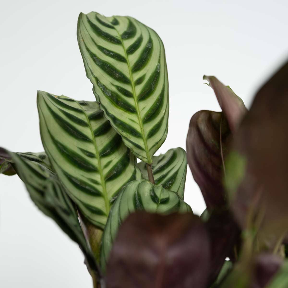 Oasis of Life - Wholesale Live Plant - Houseplant Set – 4 Plants – Height 25–40cm – Ø12cm – Easy-care Green Plants for Home & Office – Ideal for Beginners – Air-purifying & Decorative7