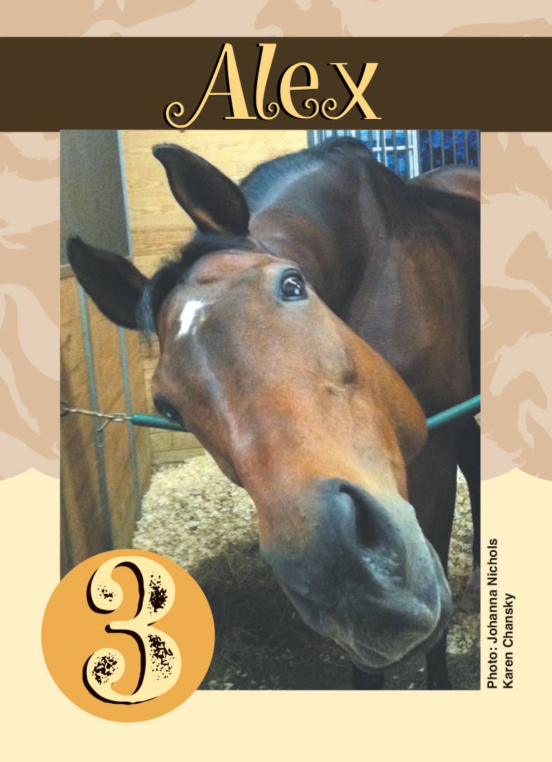 Horse Hollow Press | Pretty Snarky Equestrian Cards|Stickers - Wholesale Card Game - Fun Horse Go Graze Card Game for Kids & Families –Gift Ready9