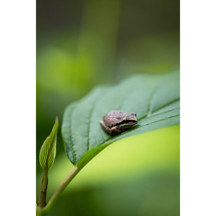 Photography Print "Take Five" • PNW, Pacific Tree Frog for wholesale by Andrea Morris Art