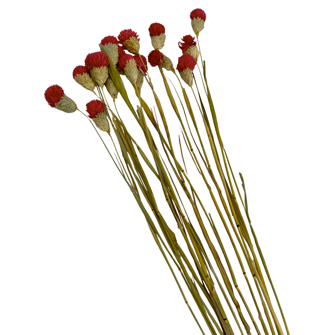 2626 Designs – Engroshandel Tørrede/pressede blomster – Tørret Gomphrena Globosa, 56-61 cm lang, 16 stk/bundt3