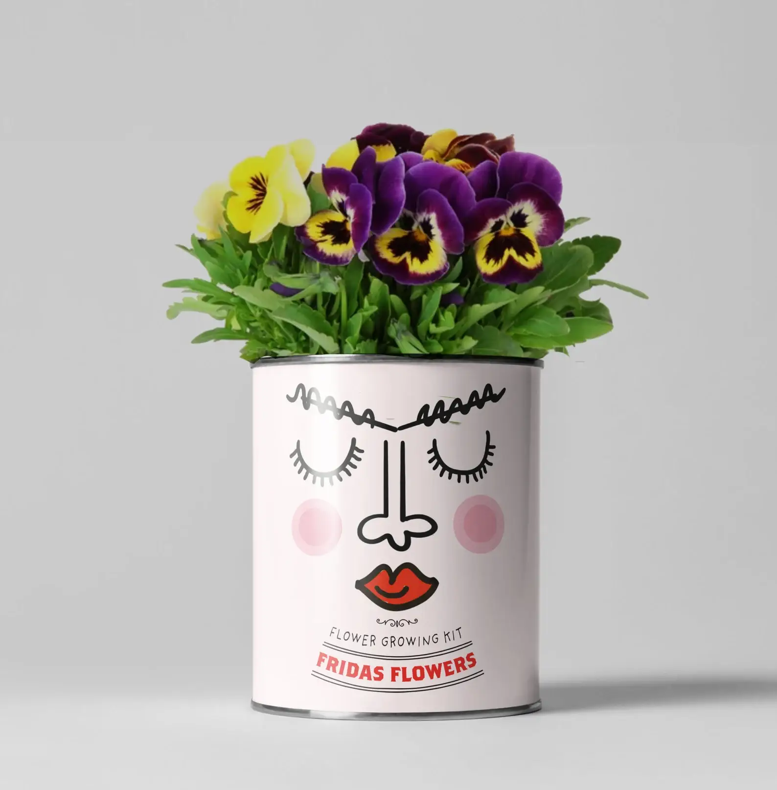 The Plant Gift Co. - Wholesale Plant Pot - Retailer starter 4 pack Chilli, Cat, Flower and Herb3
