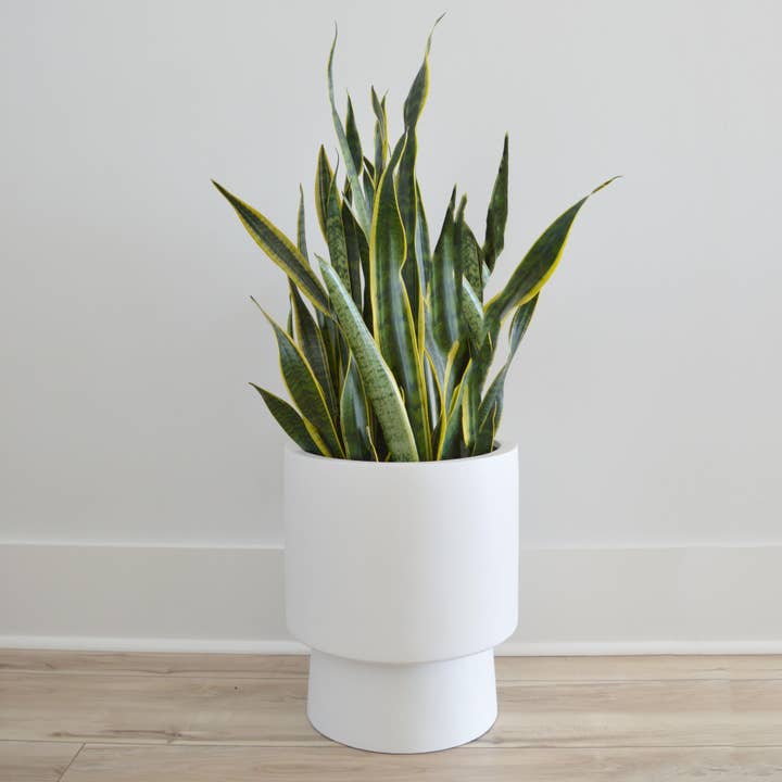 HIGH RISE PEDESTAL POT | PLANTER for wholesale by Common House Studio