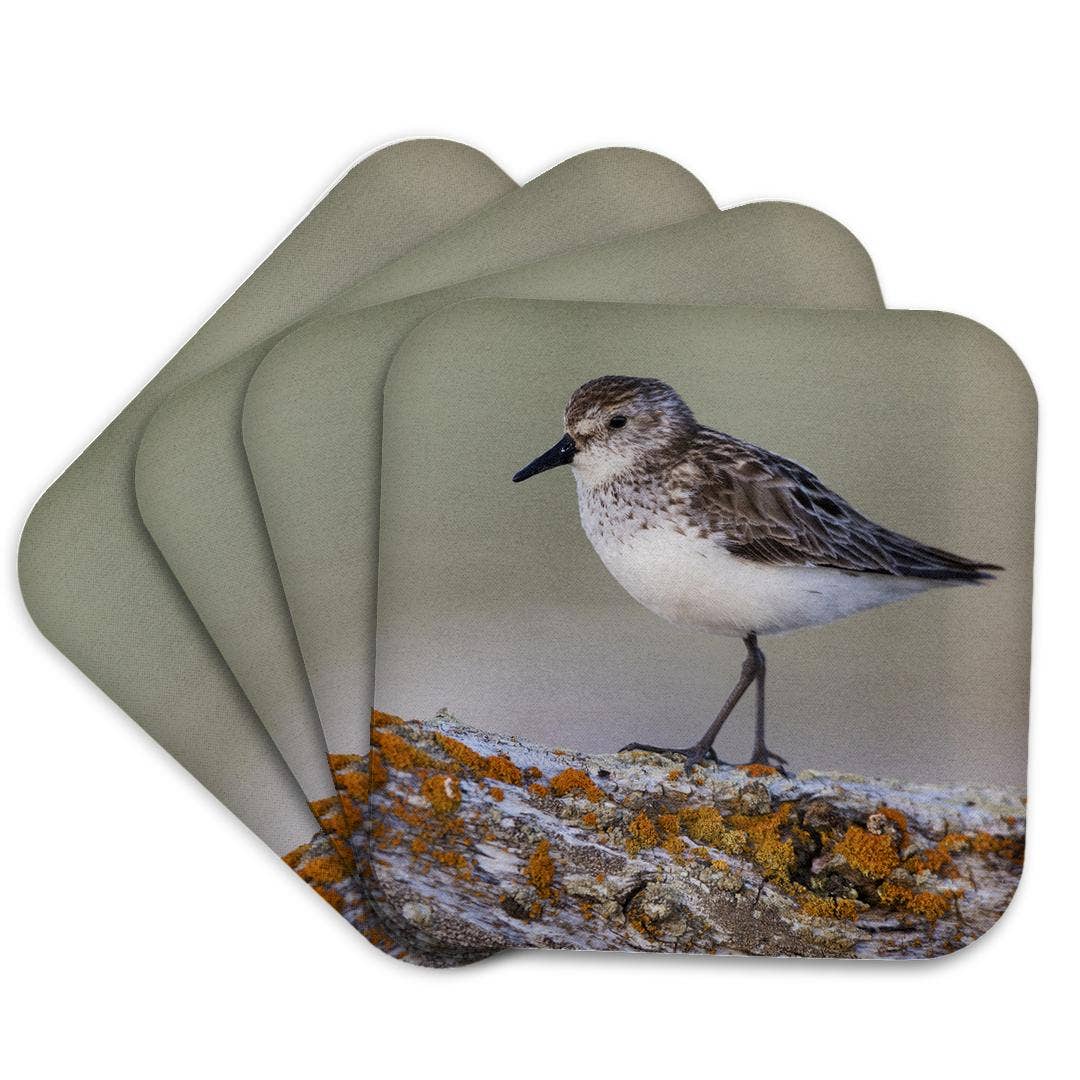 3dRose - Wholesale Coasters - 3dRose, Semipalmated sandpiper, Coaster7