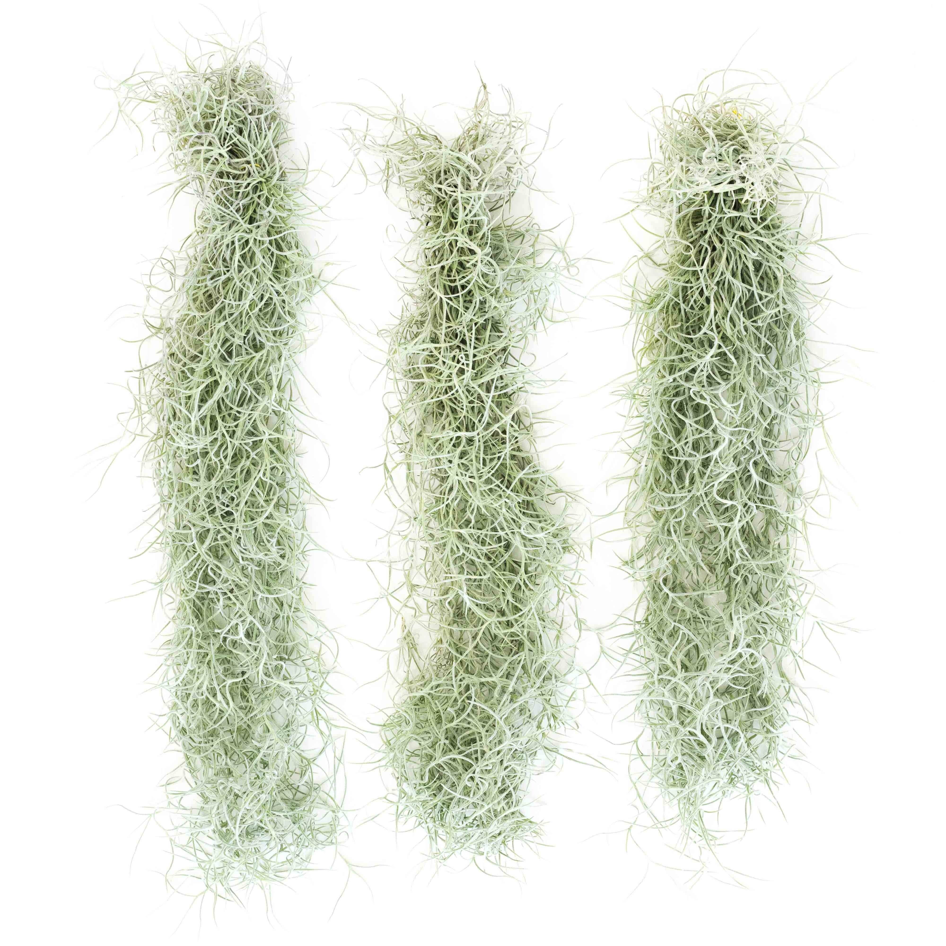 Air Plant Shop - Wholesale Live Plant - Colombia Thick Spanish Moss - Tillandsia Usneoides1