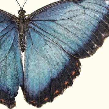 Hidden Planet – wholesale Nature and outdoors – Sensational Butterflies5