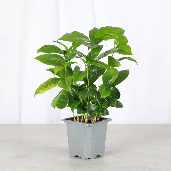 Coffee Plant - Live Plant for wholesale by Thorsen's Greenhouse