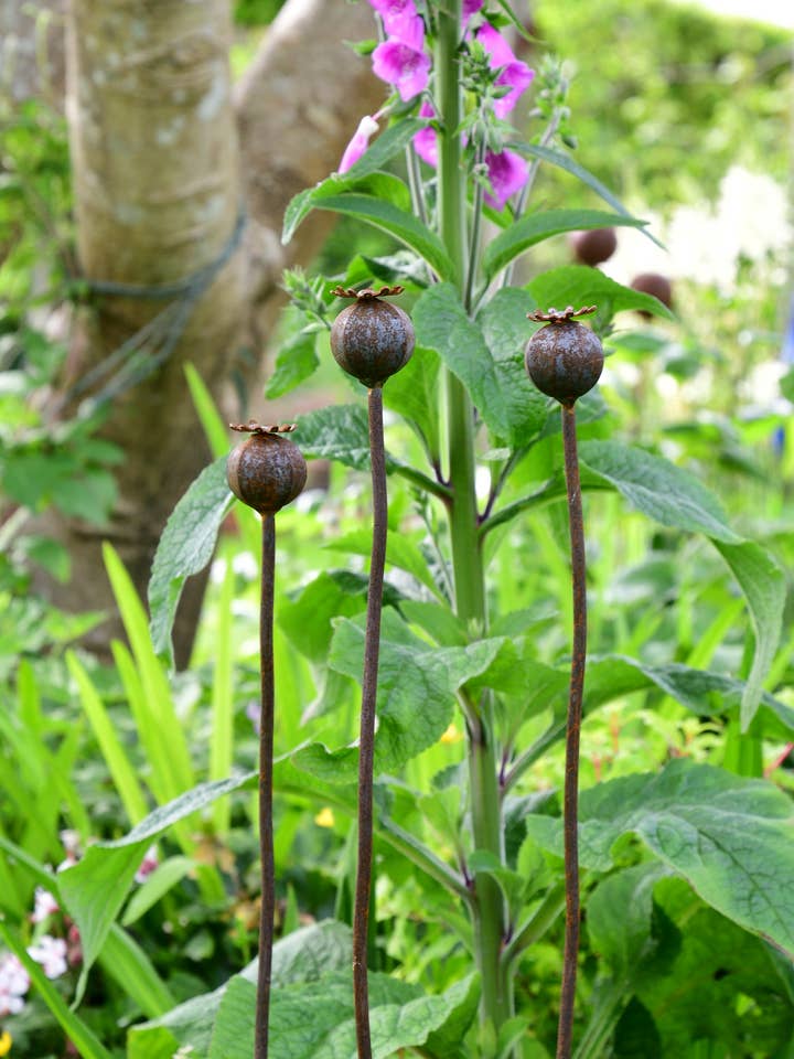 Wavy Poppy Seedhead for wholesale by Savage Works