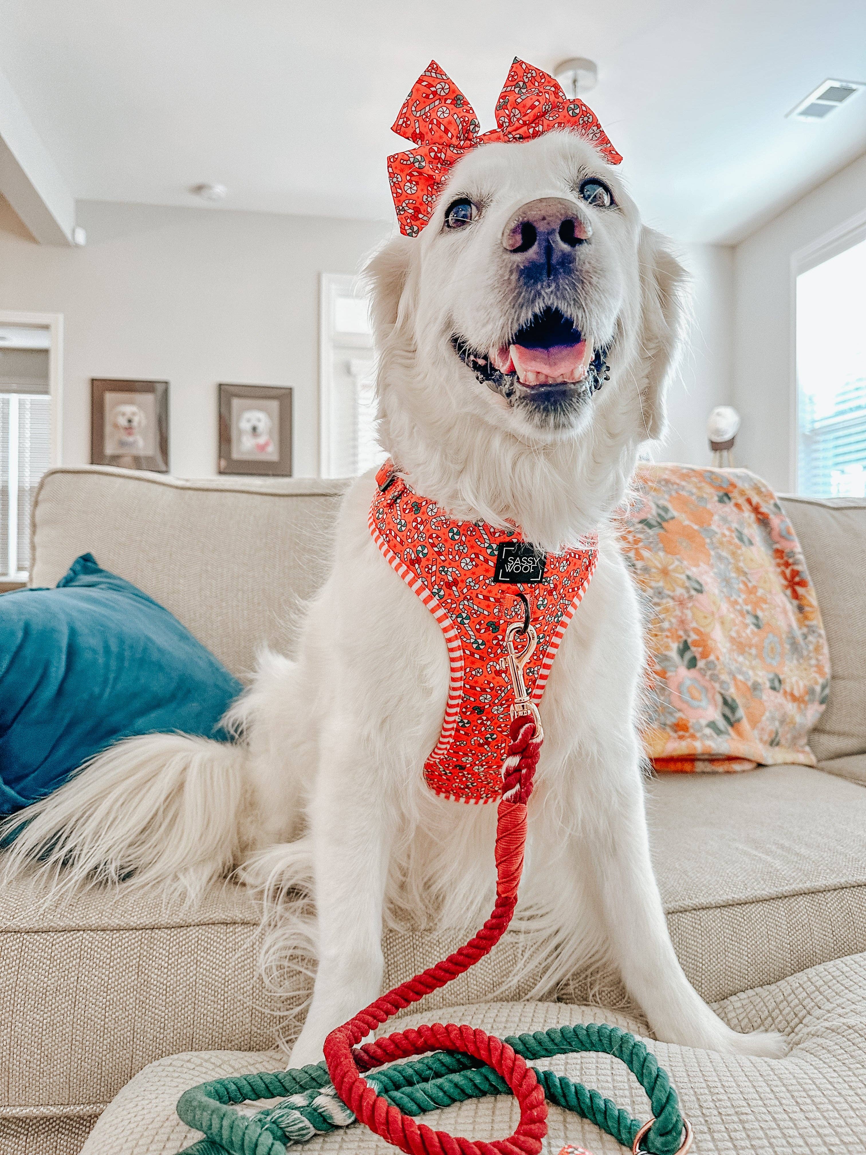 SASSY WOOF - Wholesale Pet Harness - Dog - Dog Adjustable Harness - Puppermint Twist7