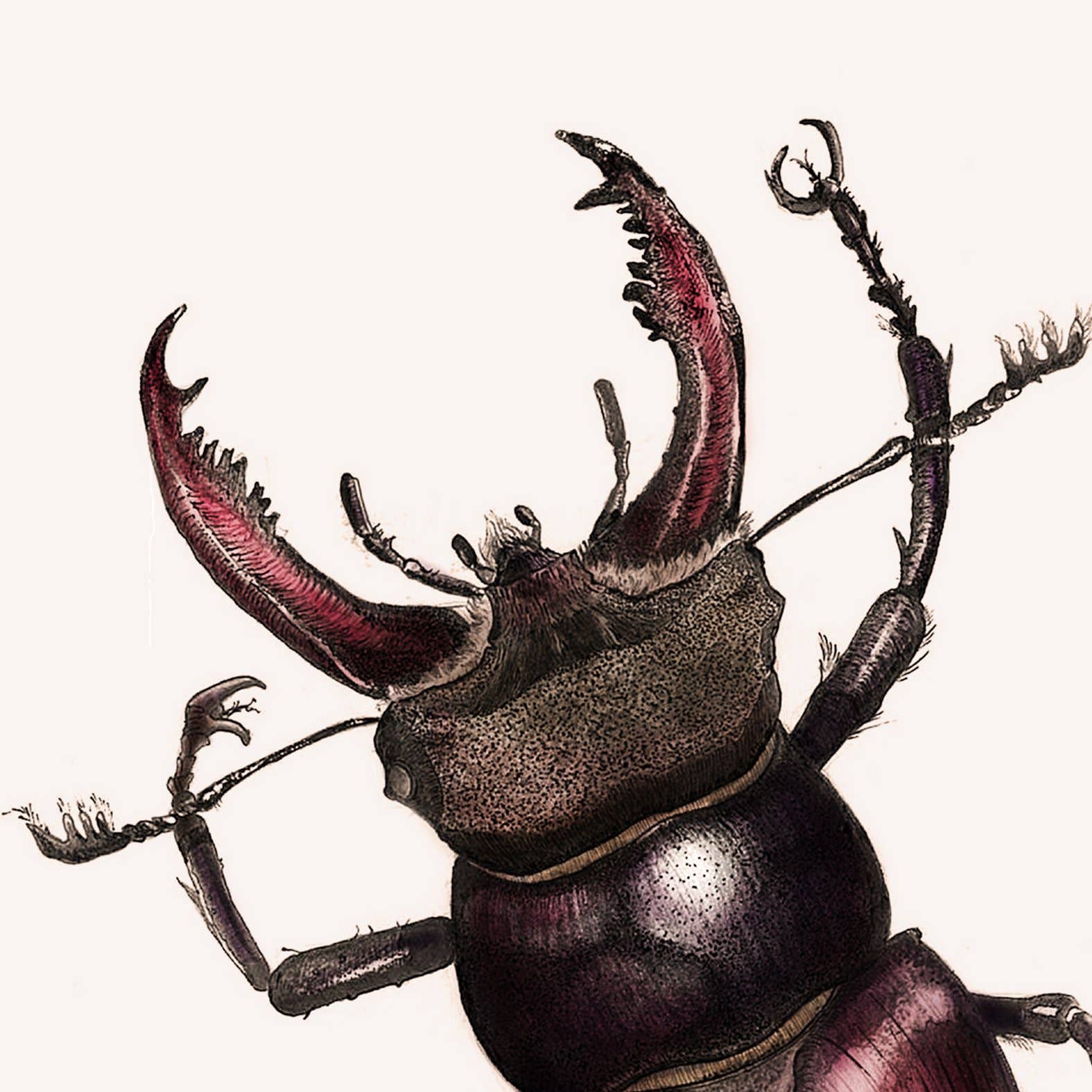 Hidden Planet - Wholesale Art print - Stag Beetle - A4 Print (portrait)3