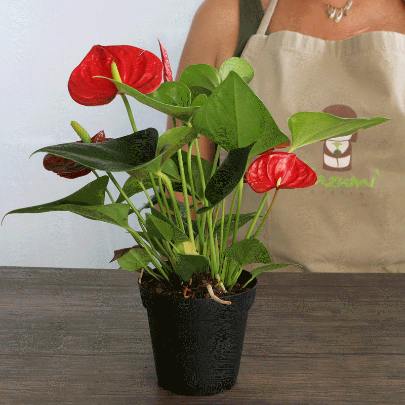 Kazumi Garden - Wholesale Live Plant - Mini Kokedama | Moss Ball Kokedamas11