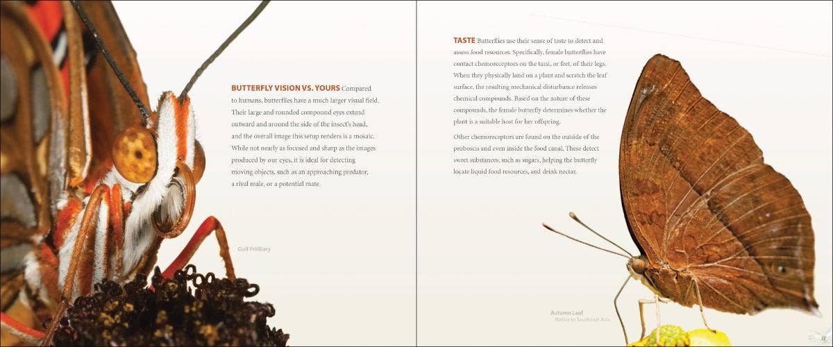 AdventureKEEN - Wholesale Nature & Outdoors Book - Vibrant Butterflies4