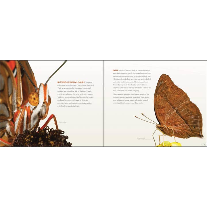 AdventureKEEN - Wholesale Nature & Outdoors Book - Vibrant Butterflies4