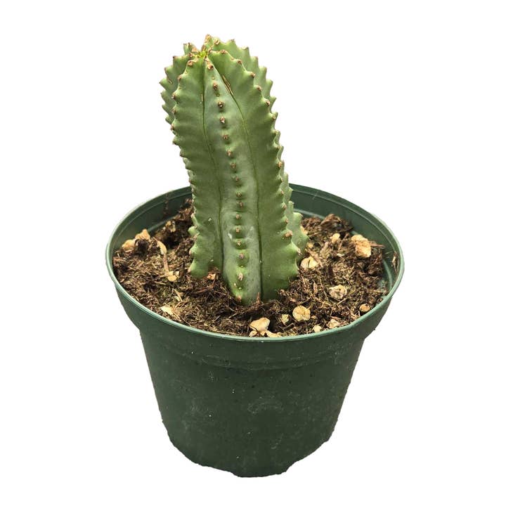 Euphorbia Fruticosa Inermis 3 inch Grower Pot for wholesale by Arcadia Garden Products